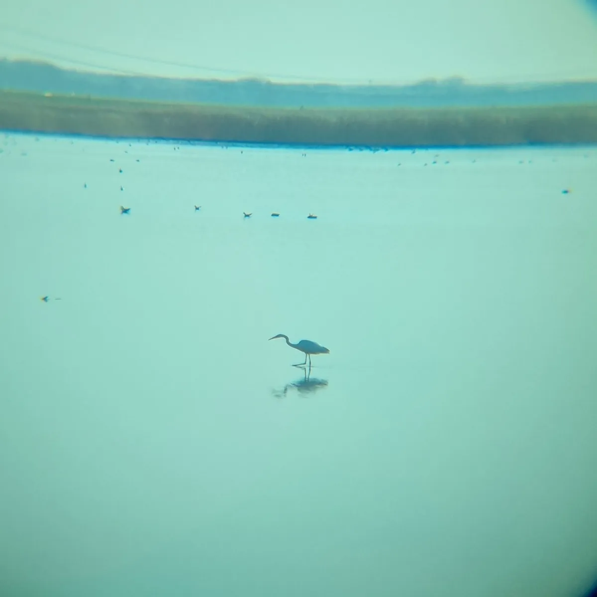 Gespotte Grote zilverreiger