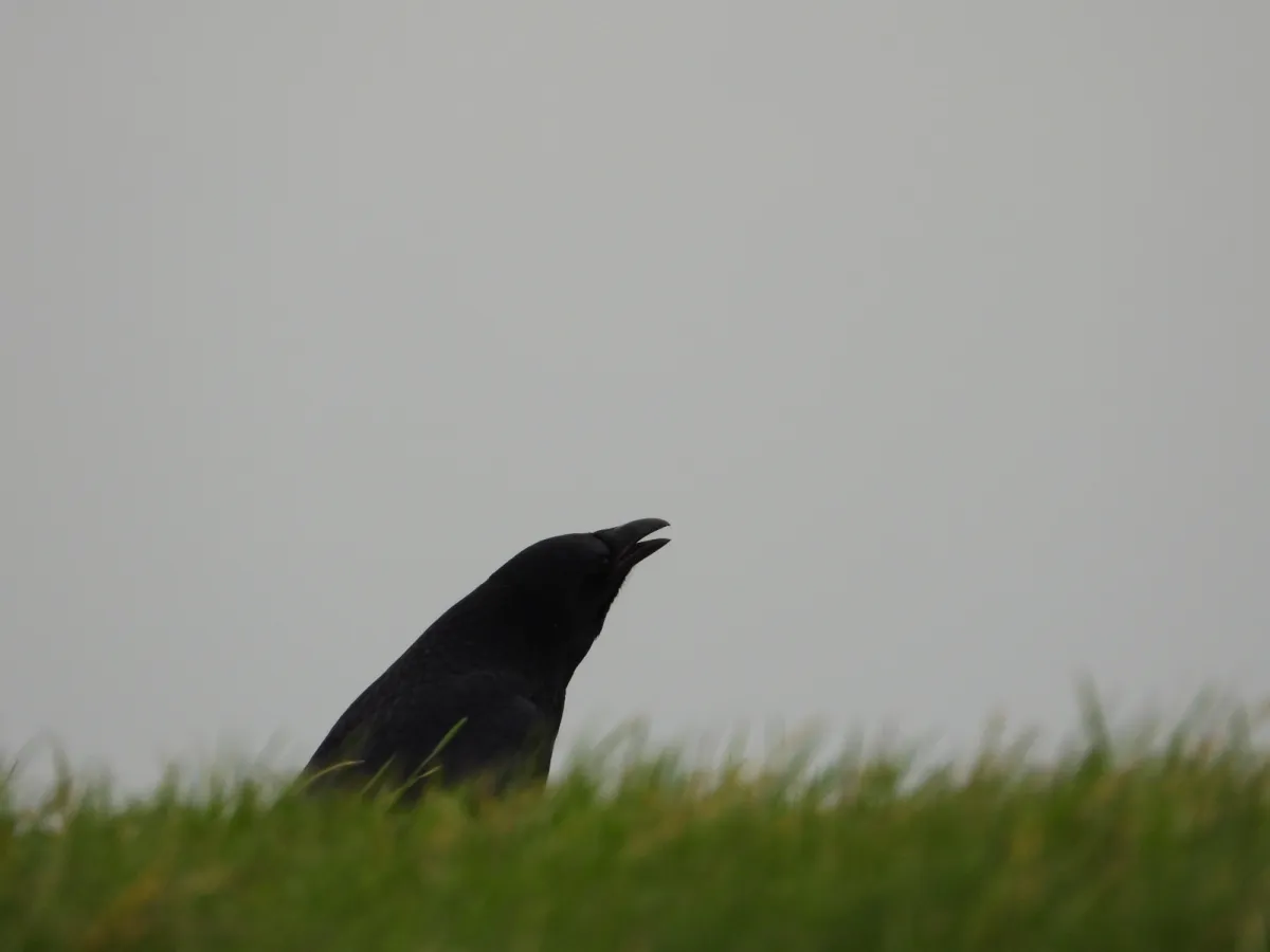 Gespotte Zwarte kraai