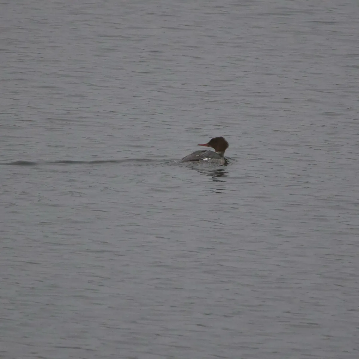 Gespotte Grote zaagbek
