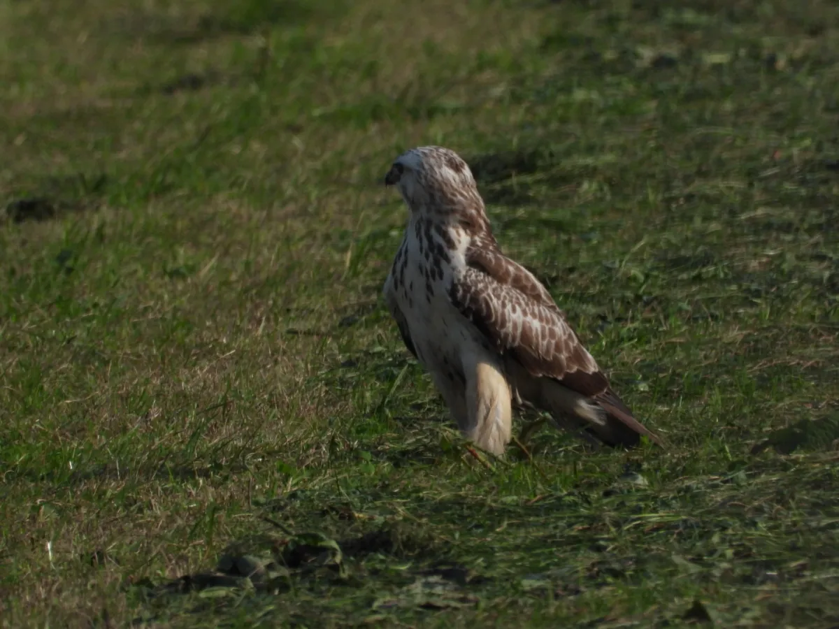 Gespotte Ruigpootbuizerd