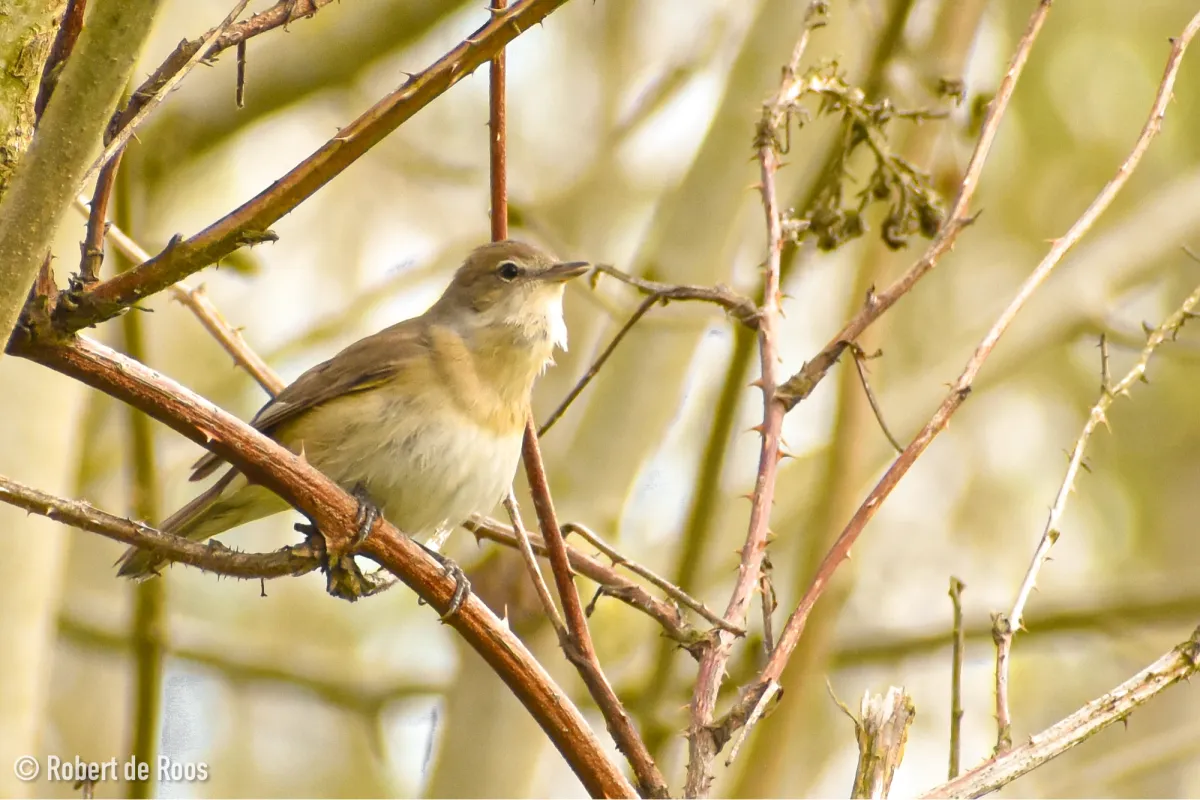 Gespotte Tuinfluiter