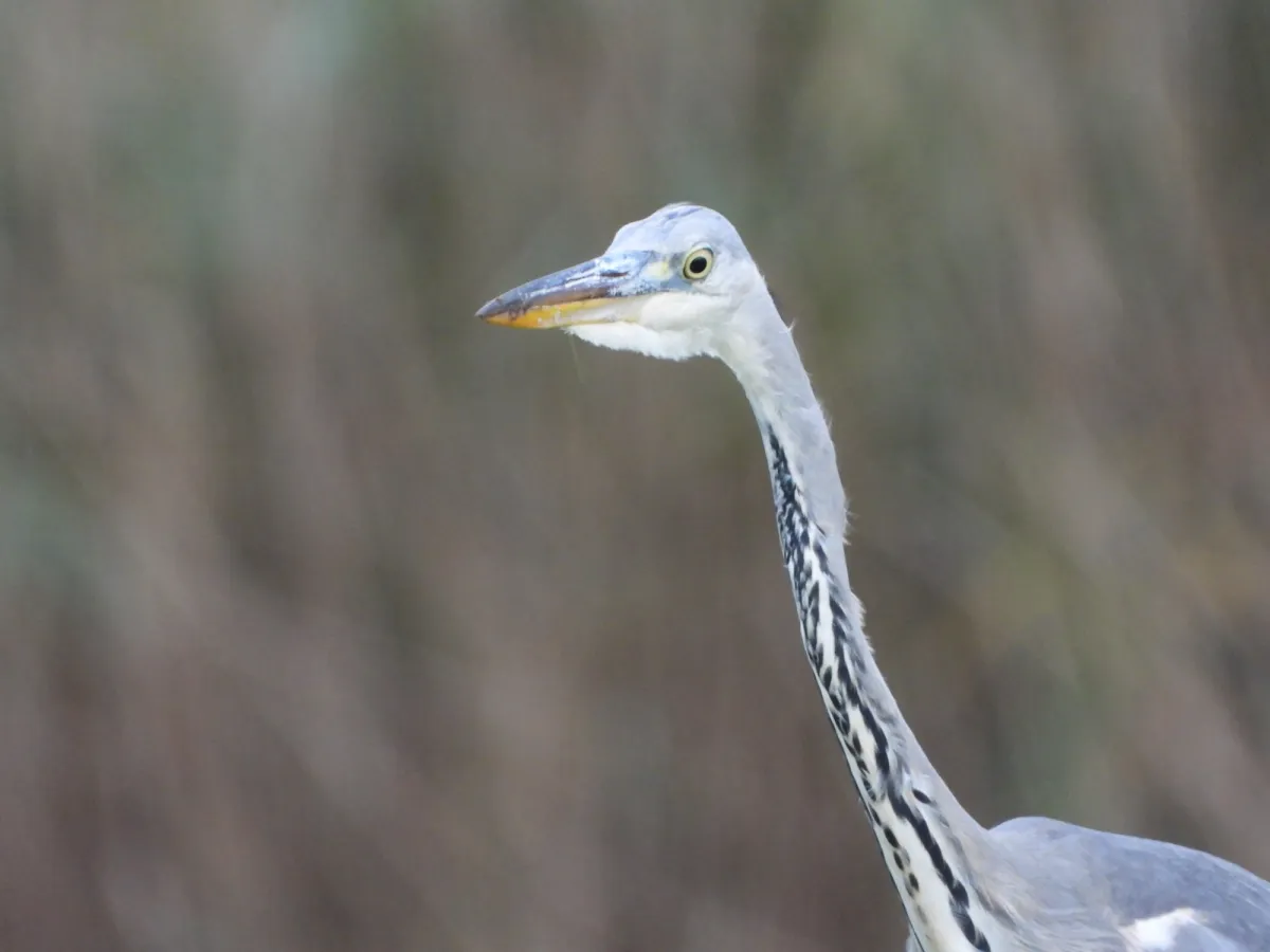 Gespotte Blauwe reiger