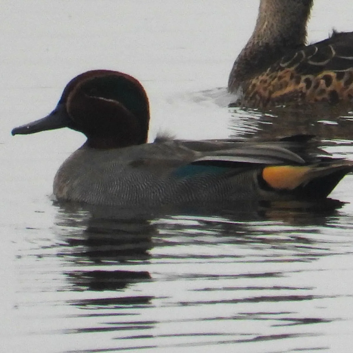 Gespotte Wintertaling