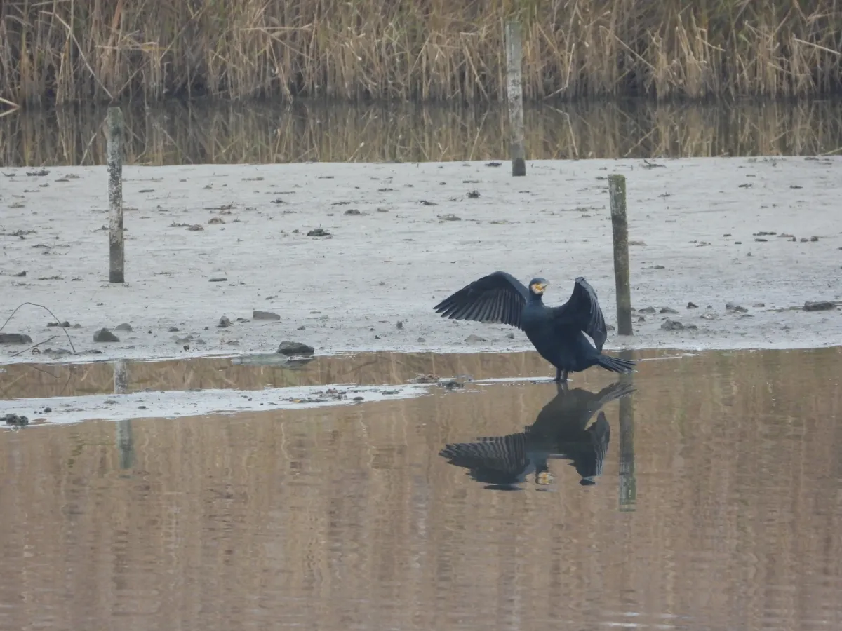 Gespotte Aalscholver