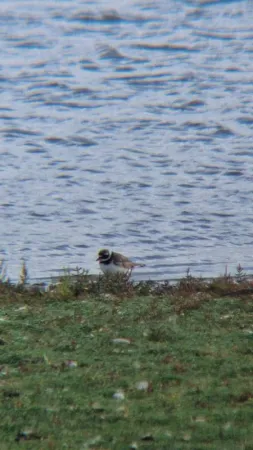 Gespotte Bontbekplevier