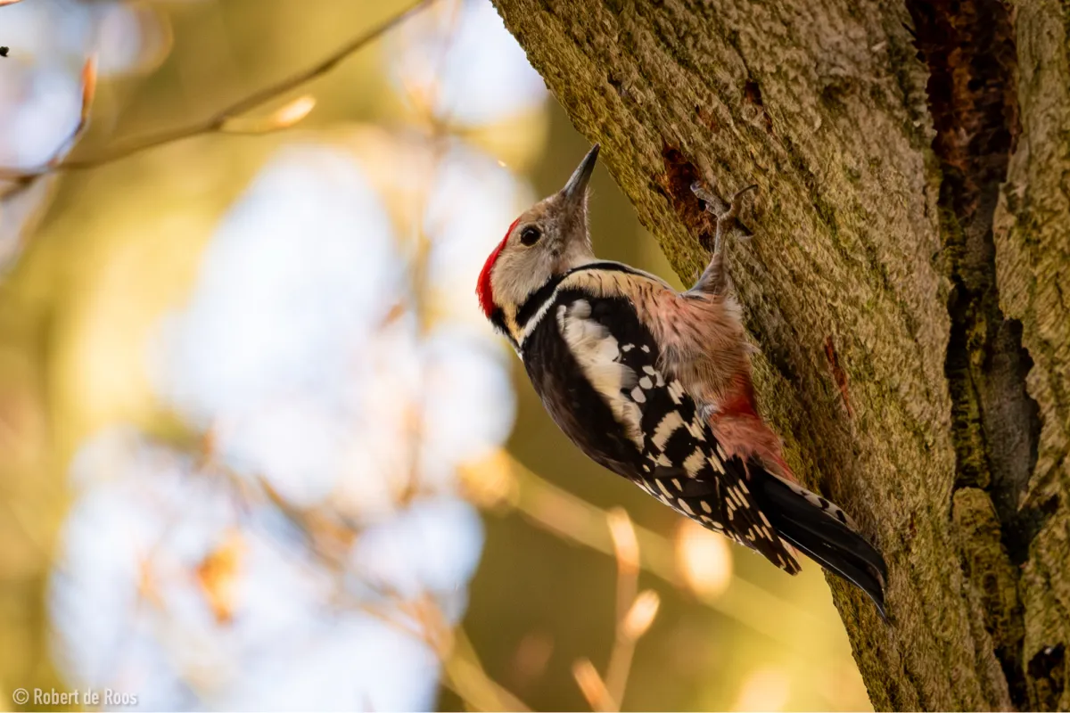 Gespotte Middelste bonte specht