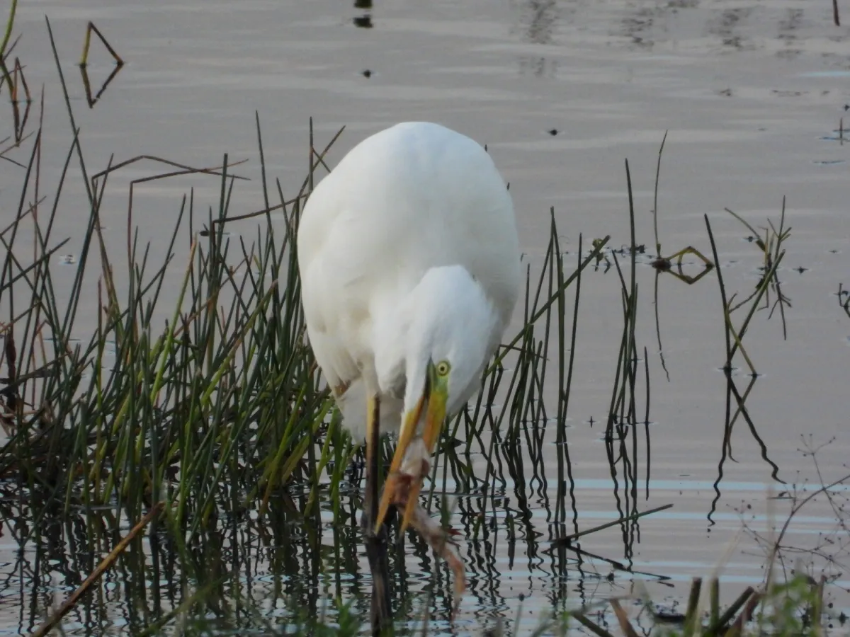 Gespotte Grote zilverreiger