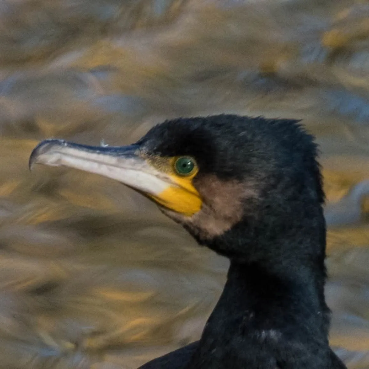 Gespotte Aalscholver