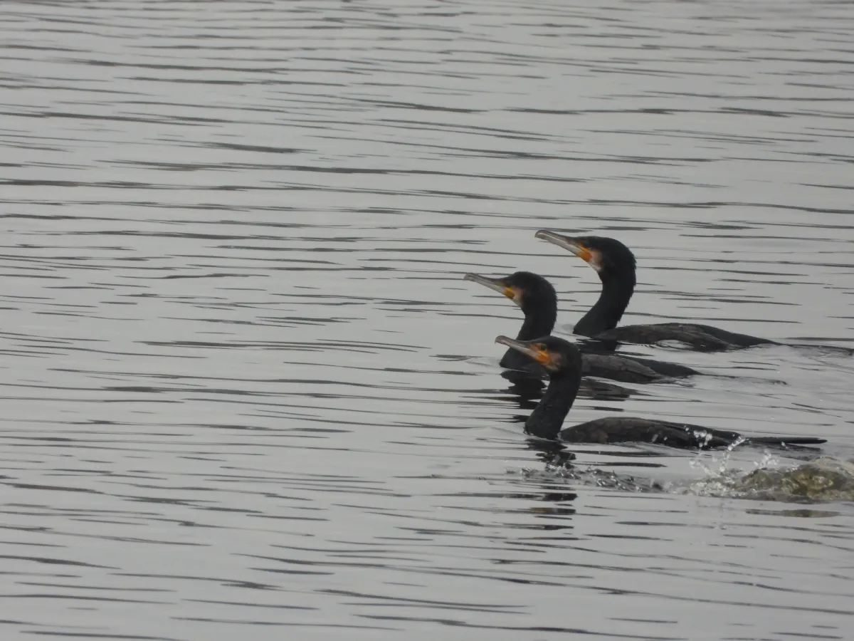 Gespotte Aalscholver