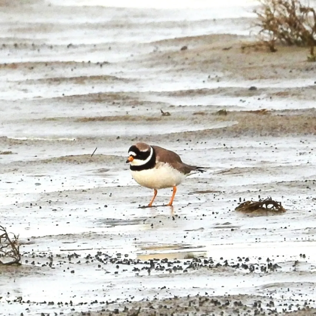 Gespotte Bontbekplevier