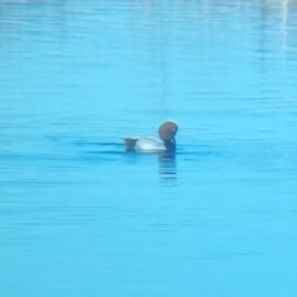 Spotted Common Pochard