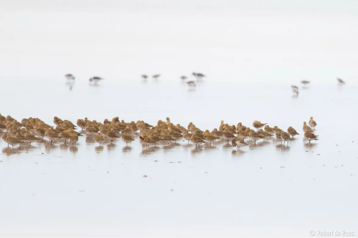 Gespotte Goudplevier