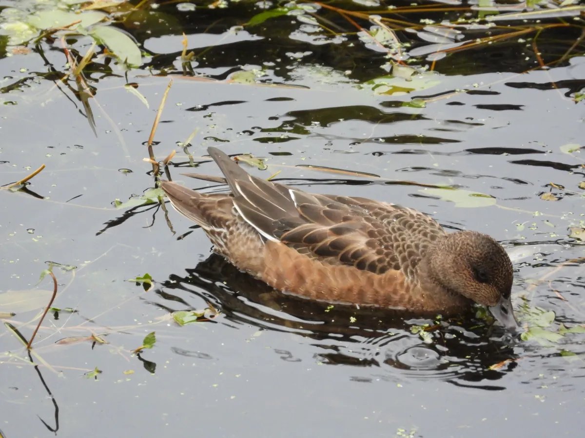 Gespotte Wintertaling