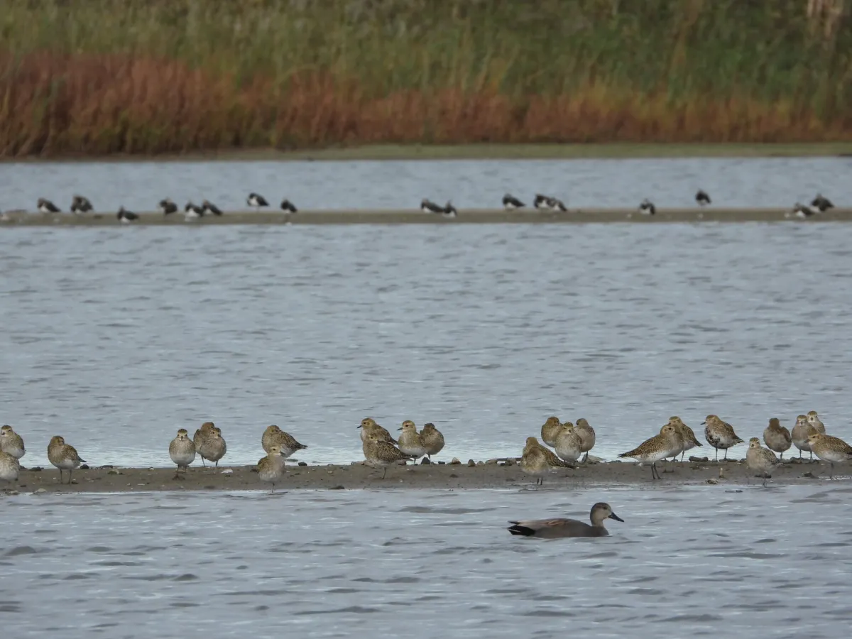 Gespotte Goudplevier