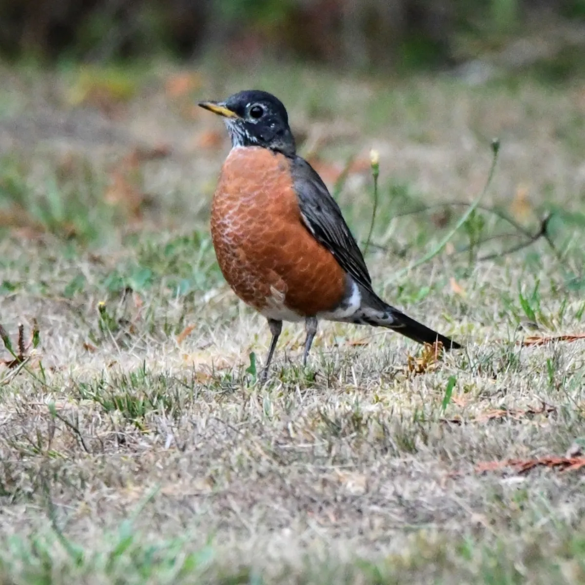 Gespotte Roodborstlijster