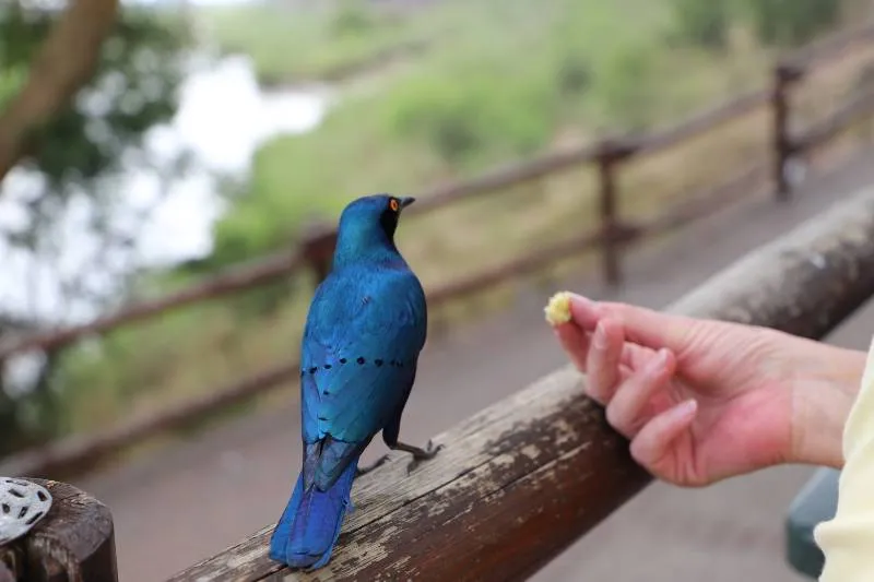 Gespotte Groene Glansspreeuw