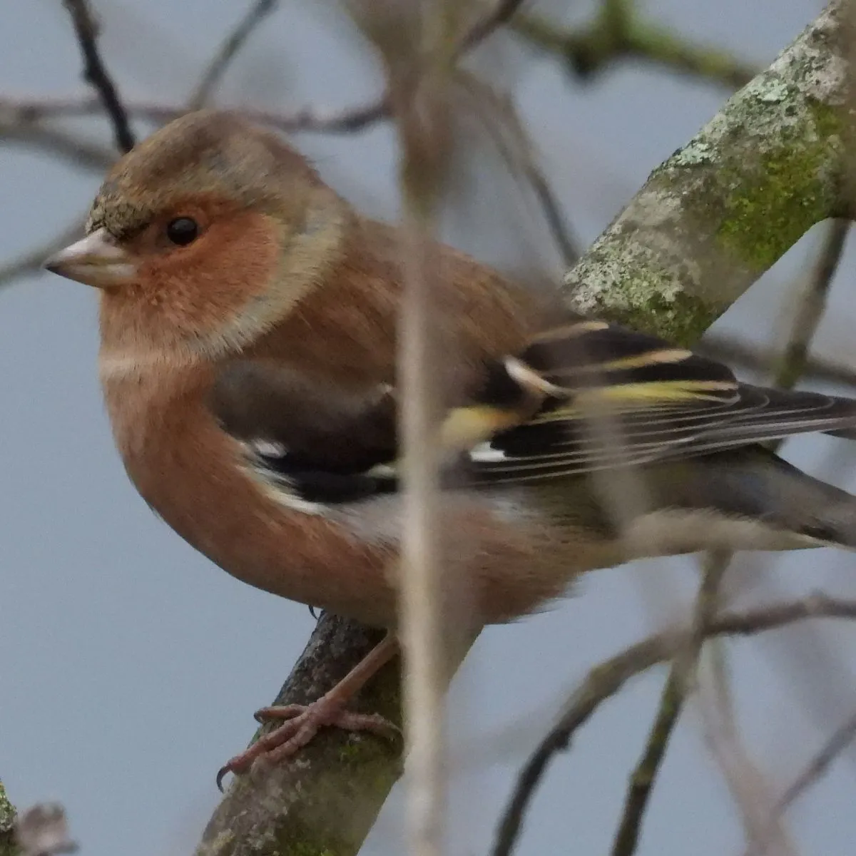 Gespotte Vink