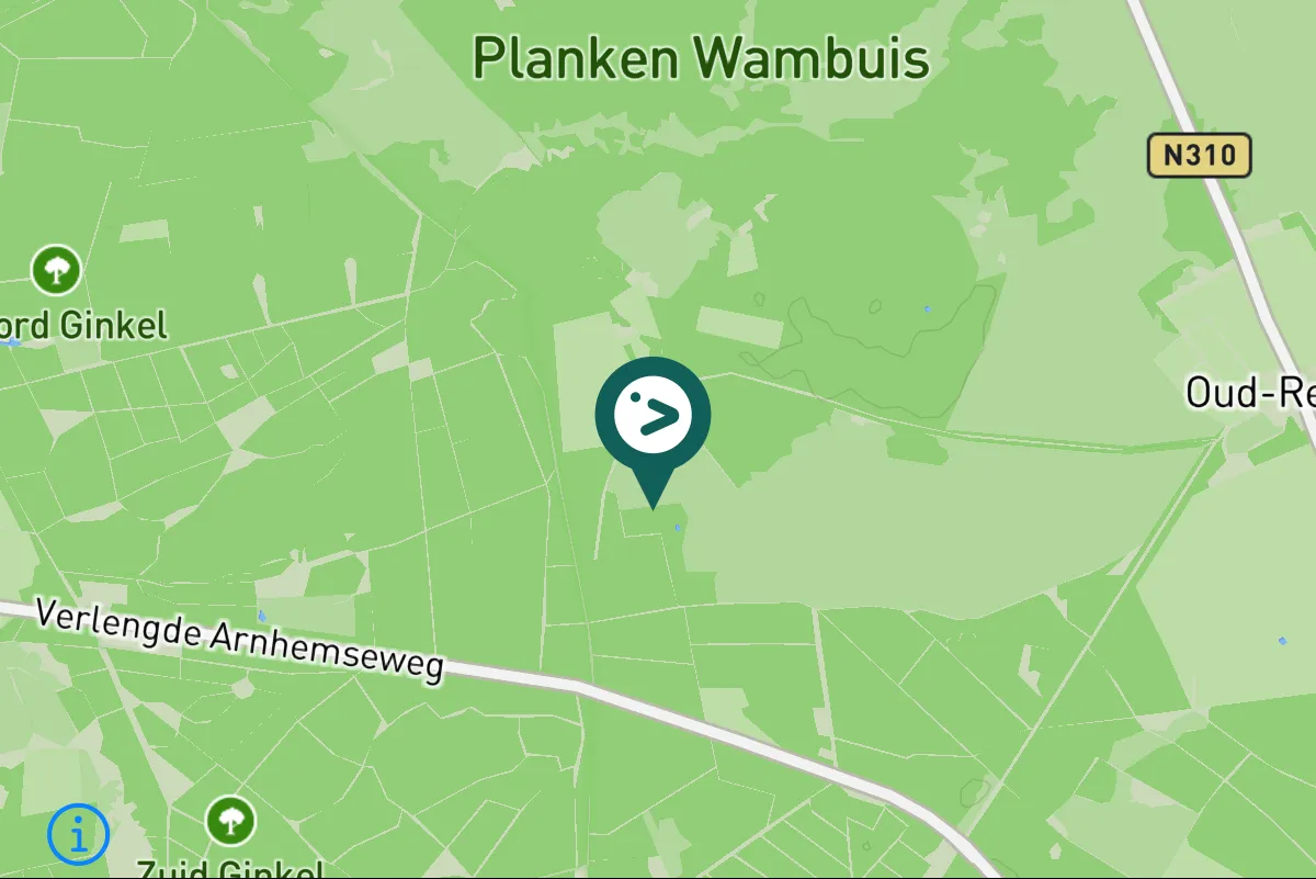 Gespotte Groene specht