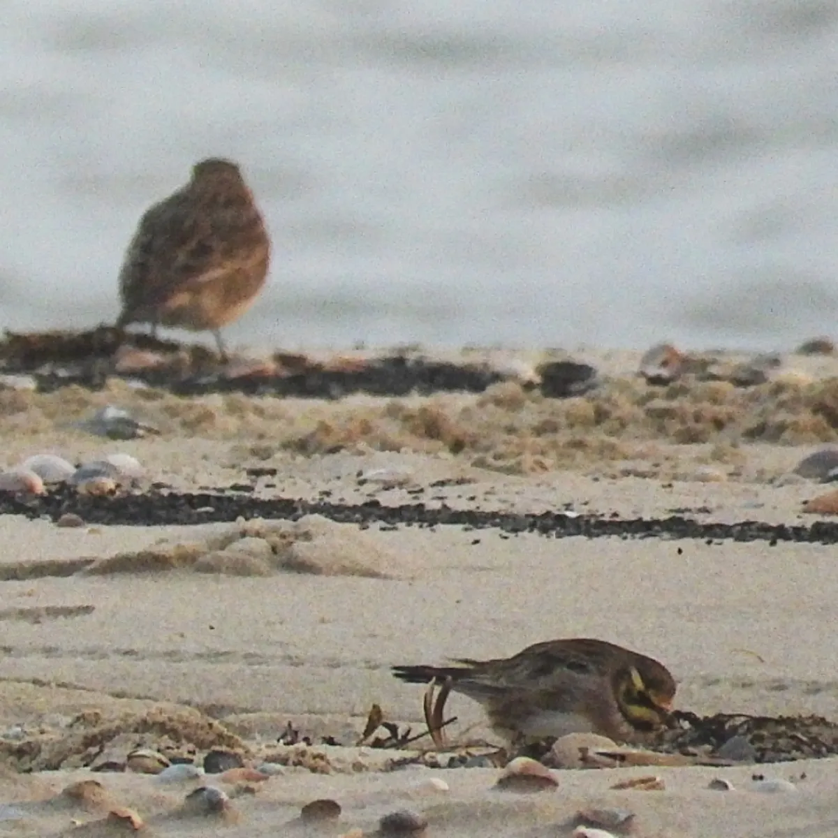 Gespotte Strandleeuwerik