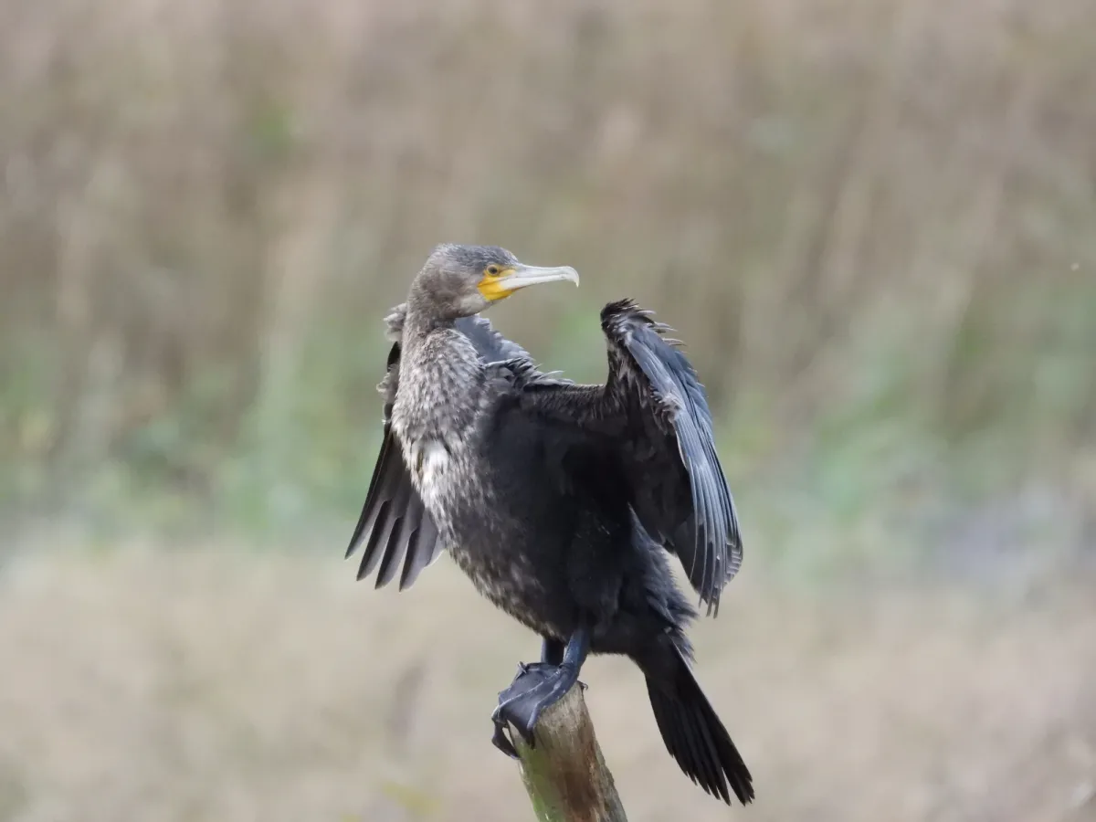Gespotte Aalscholver