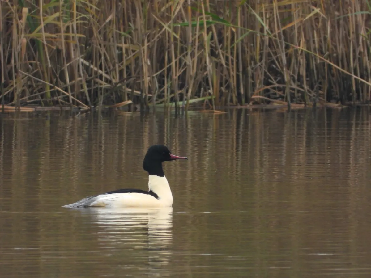Gespotte Grote zaagbek
