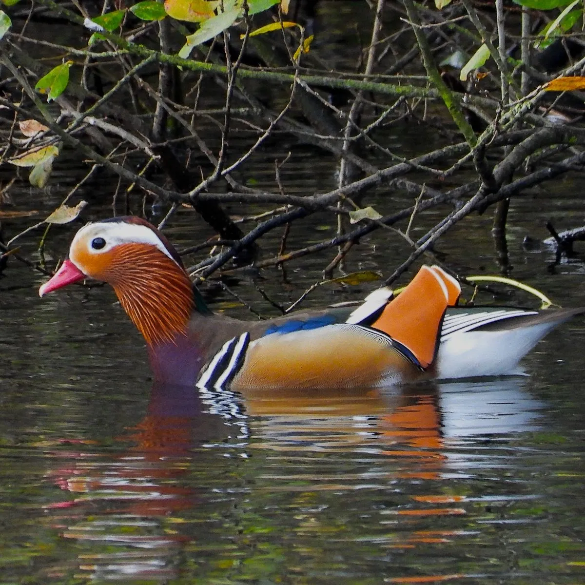 Gespotte Mandarijneend