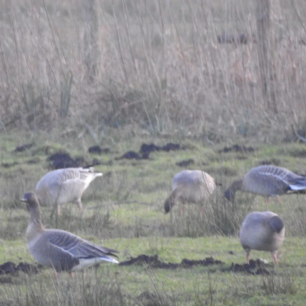 Gespotte Kleine rietgans
