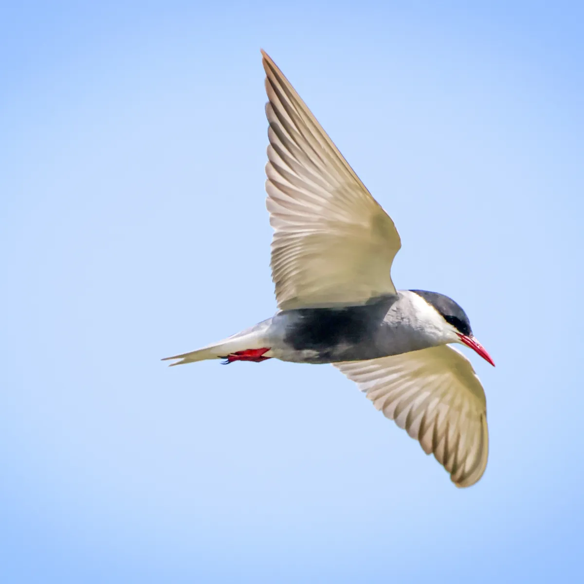 Gespotte Witwangstern