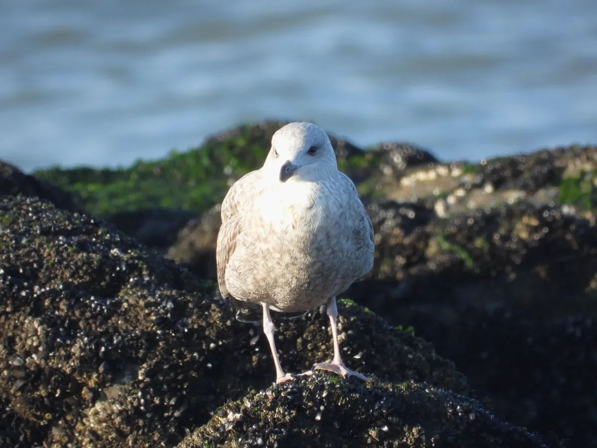 Gespotte Zilvermeeuw