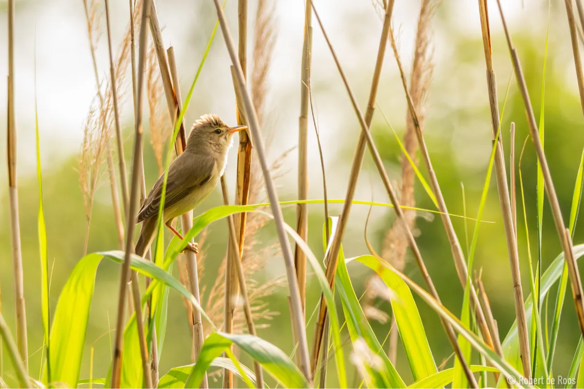 Gespotte Bosrietzanger