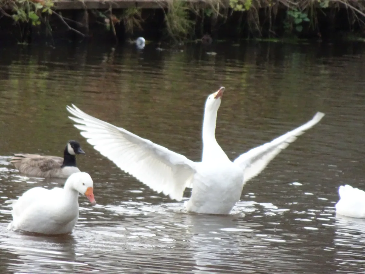 Gespotte Grauwe gans