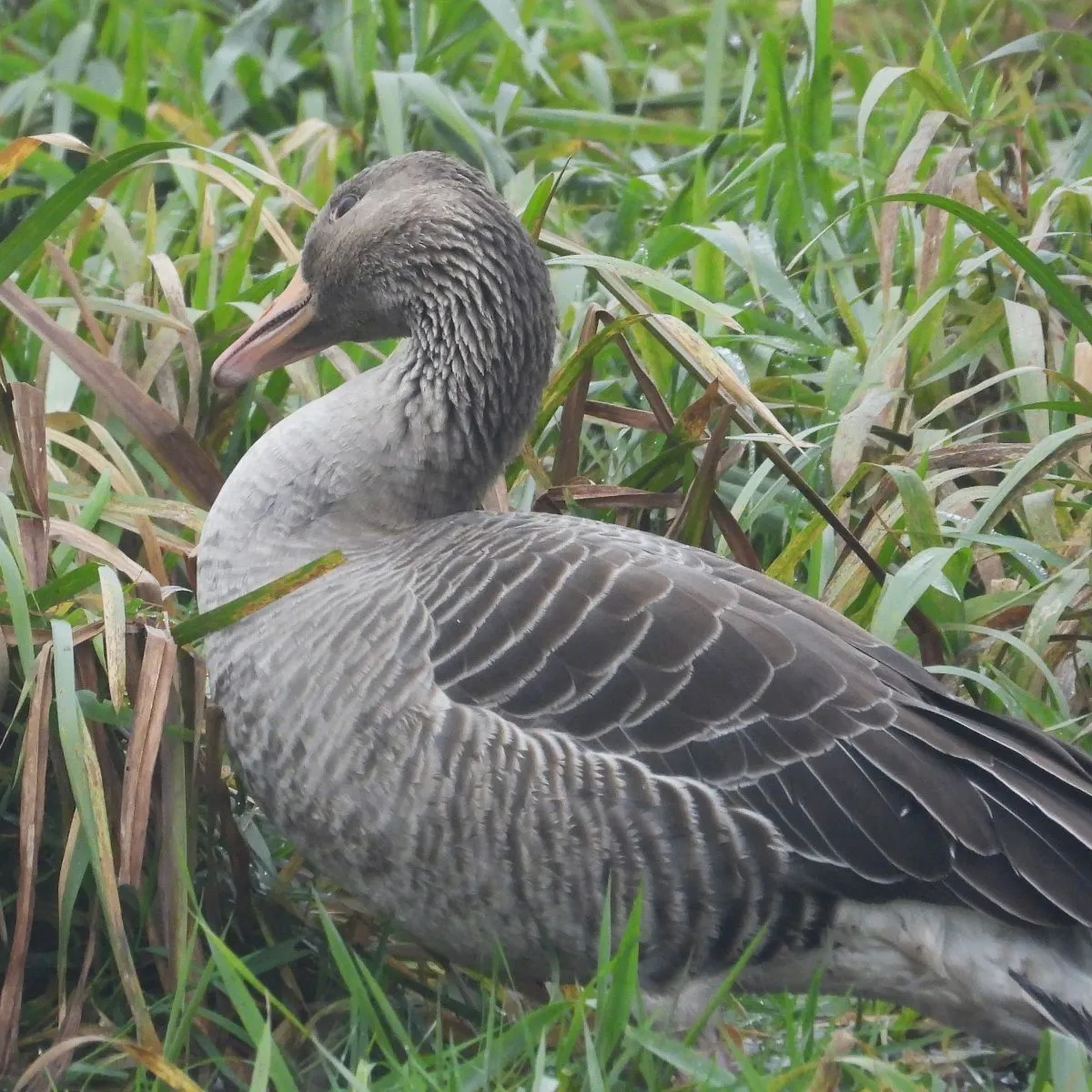 Gespotte Grauwe gans