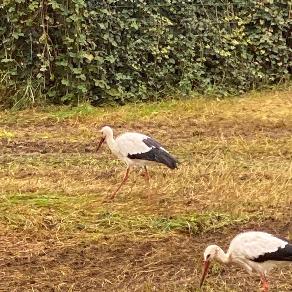Gespotte Ooievaar