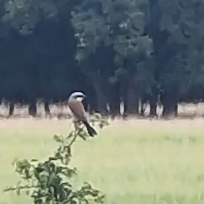 Gespotte Grauwe klauwier