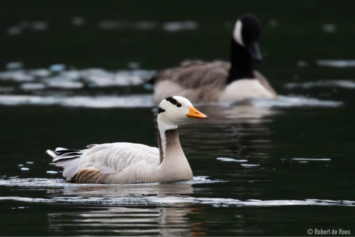 Gespotte Indische gans