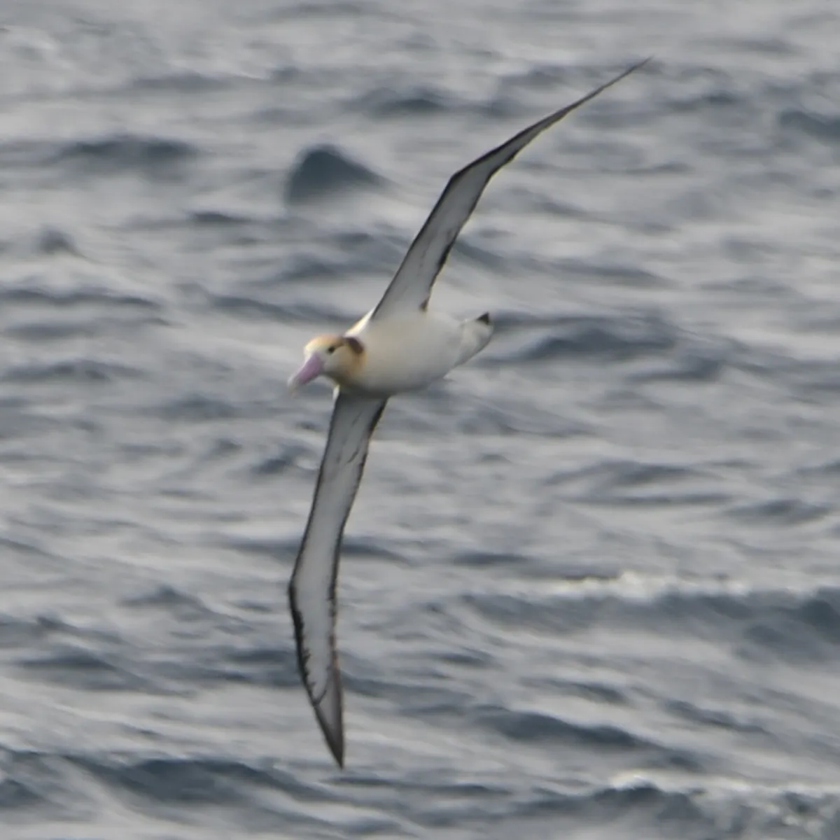 Gespotte Stelleralbatros