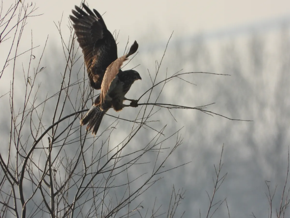 Gespotte Buizerd