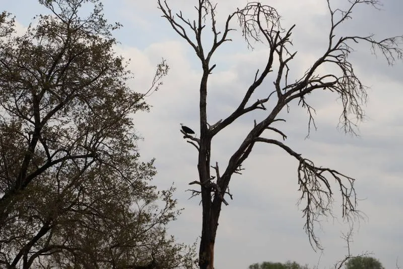 Gespotte Afrikaanse Zeearend