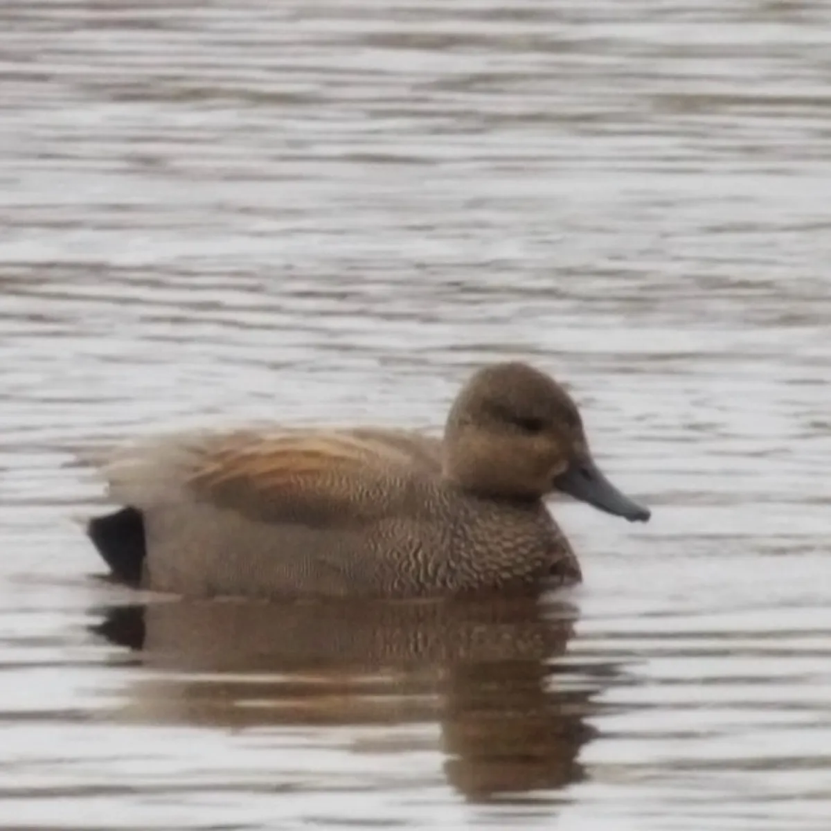 Spotted Gadwall