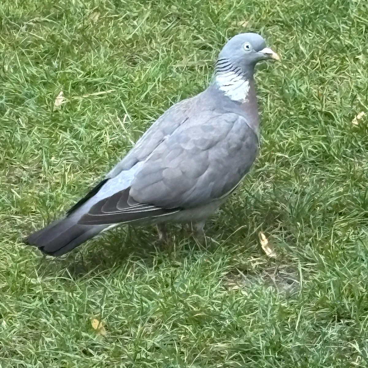 Spotted Common Wood-Pigeon