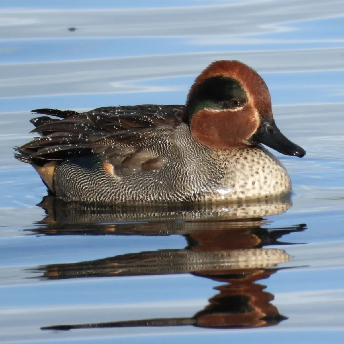 Gespotte Wintertaling