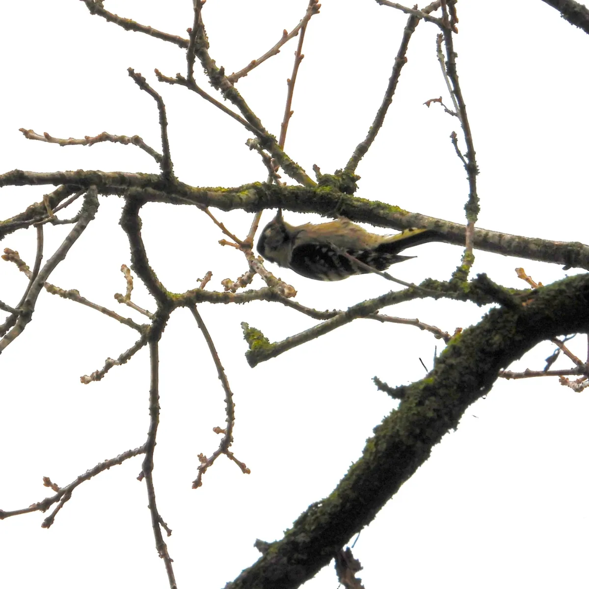 Gespotte Kleine bonte specht