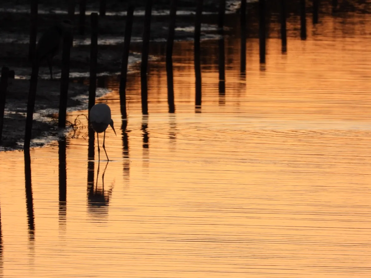 Gespotte Blauwe reiger