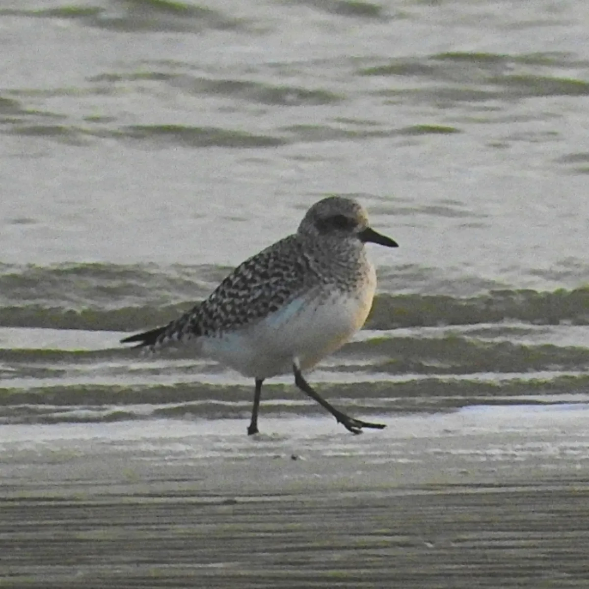 Gespotte Zilverplevier