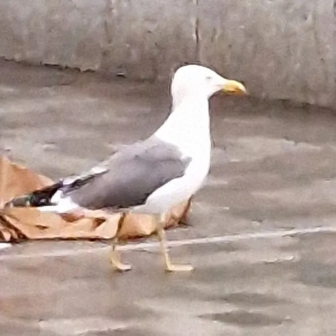 Gespotte Kleine mantelmeeuw