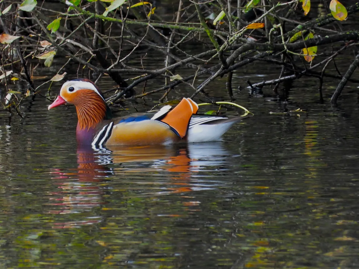 Gespotte Mandarijneend