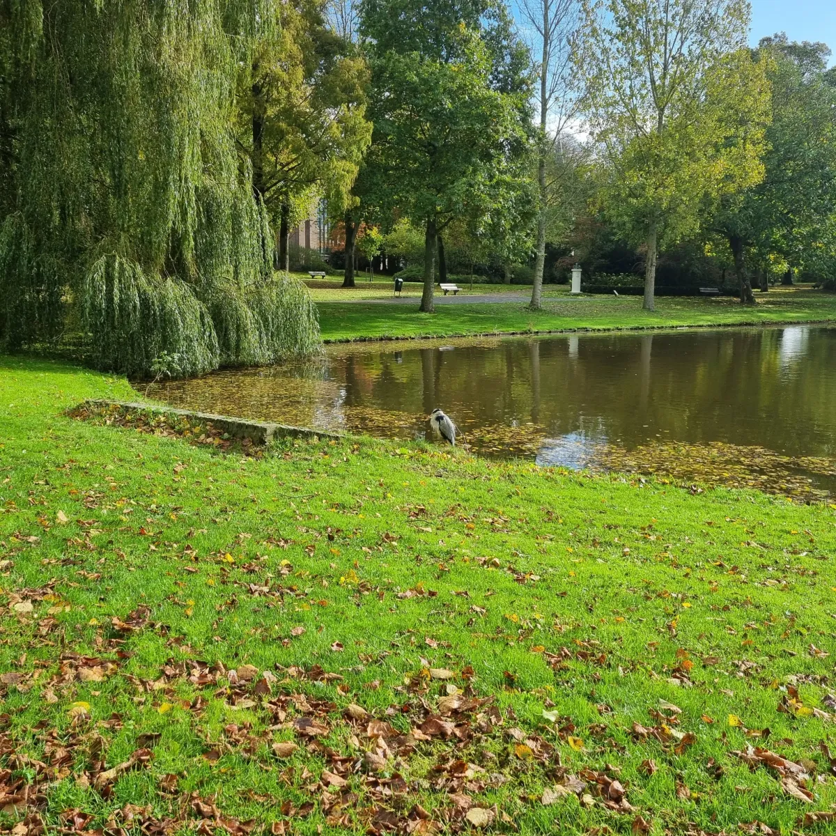 Gespotte Blauwe reiger