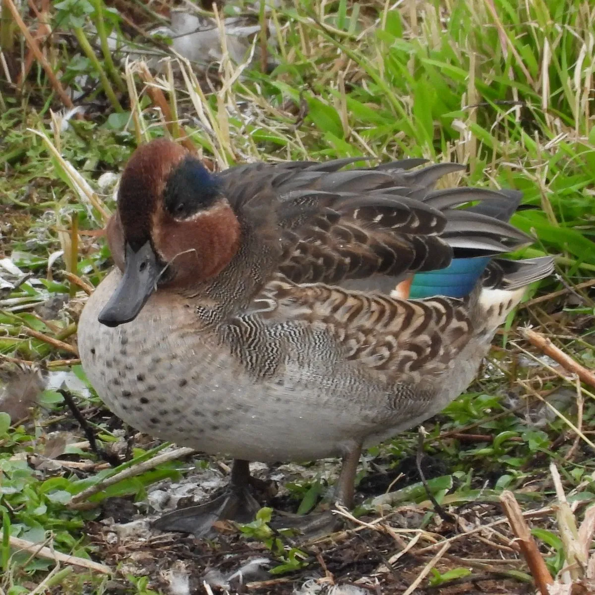 Gespotte Wintertaling