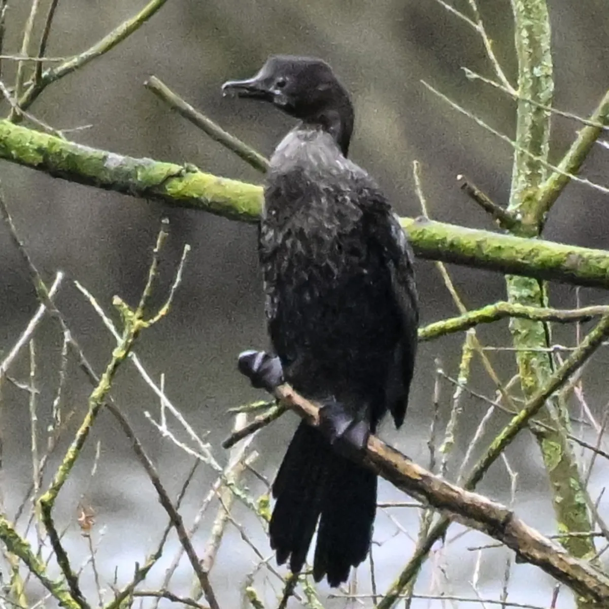 Gespotte Dwergaalscholver