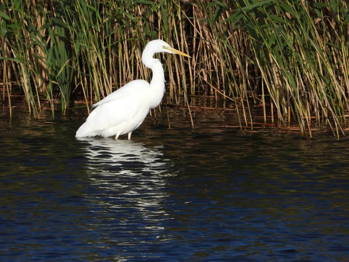 Gespotte Grote zilverreiger